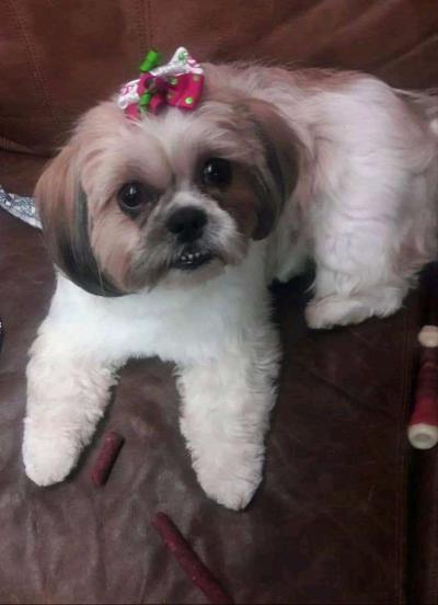 pet grooming - Thumbnail 3