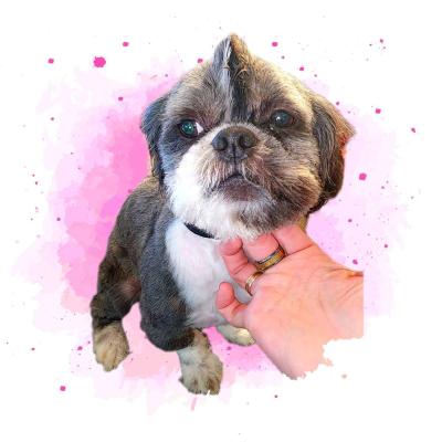 pet grooming - Thumbnail 4