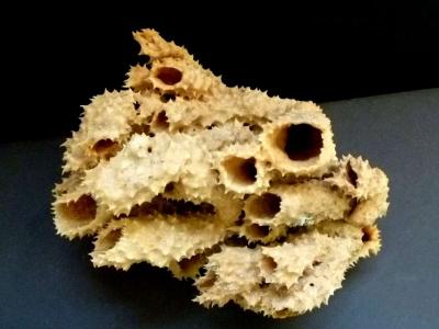 Brown tube sponge sea sponges exotic ocean beach decor - Thumbnail 3