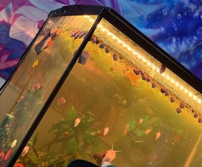 Golden Mystery Snails - Thumbnail 5