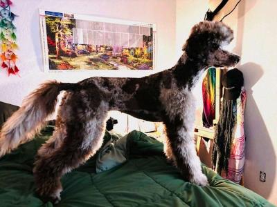 pet grooming - Thumbnail 2