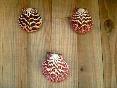 Royal Cloak Scallop Seashell 2 Red Purple Pecten Pallium - Thumbnail 2