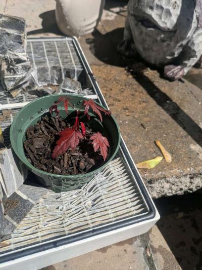 red maples - Thumbnail 2