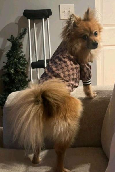 DOG JACKET  WITH GUCCI PRINT - Thumbnail 4