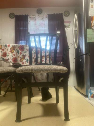 Shih tzu - Thumbnail 2