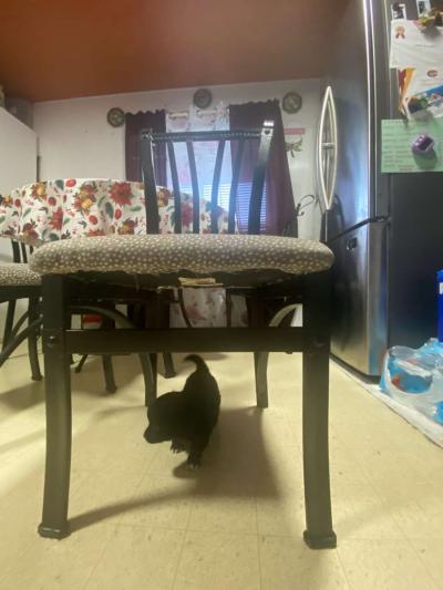 Shih tzu - Thumbnail 4