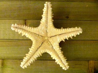 Knobby jungle starfish 6  7 natural long spines - Thumbnail 3