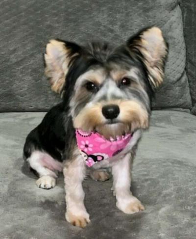 pet grooming - Thumbnail 6