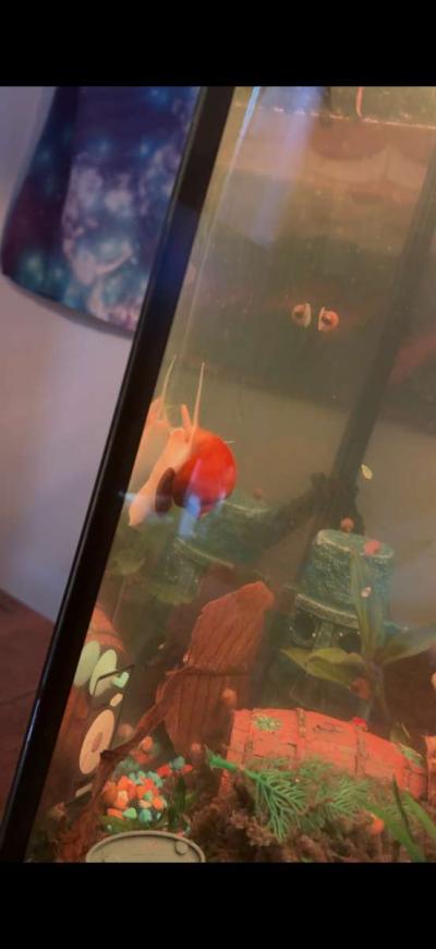 Golden Mystery Snails - Thumbnail 1