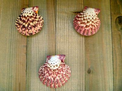 Royal Cloak Scallop Seashell 2 Red Purple Pecten Pallium - Thumbnail 4