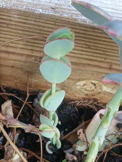 Milkweed and succulents - Thumbnail 5