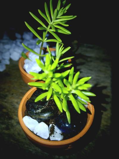 succulents and ground cover plants - Thumbnail 2