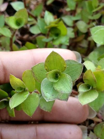 Milkweed and succulents - Thumbnail 4