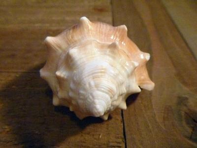 Florida Fighting Conch seashell shell beach ocean decor - Thumbnail 4