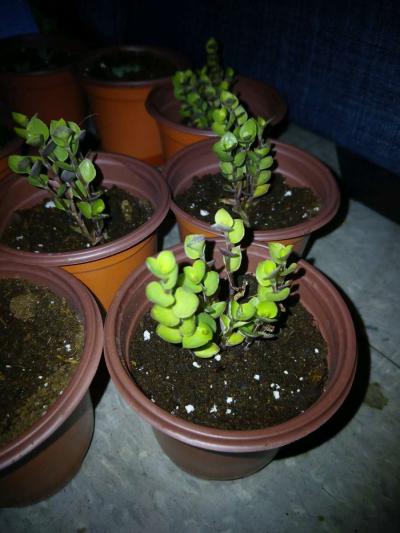 succulents and ground cover plants - Thumbnail 4