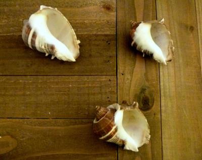 Melongena shell 3 caribbean crown conch seashell beach ocean - Thumbnail 2