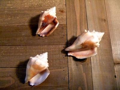 Florida Fighting Conch seashell shell beach ocean decor - Thumbnail 2