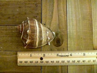 Melongena shell 3 caribbean crown conch seashell beach ocean