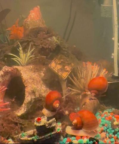 Golden Mystery Snails - Thumbnail 2