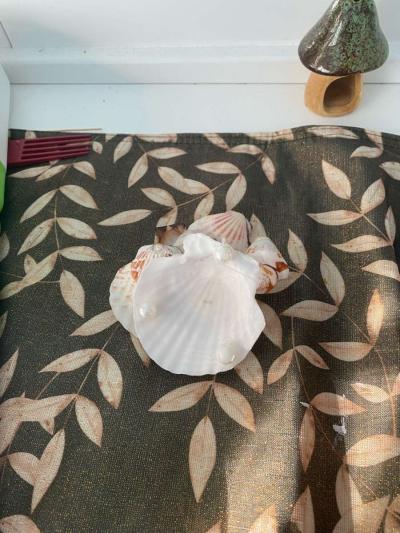 shell jewelry stand - Thumbnail 2