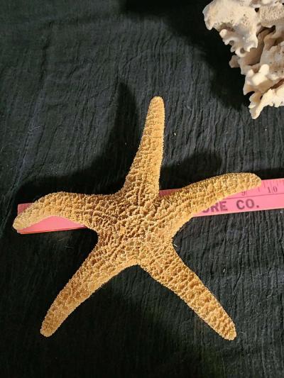Starfish coral and shells - Thumbnail 5