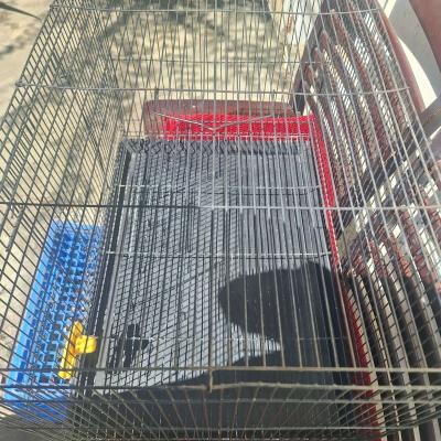 bird cage - Thumbnail 5