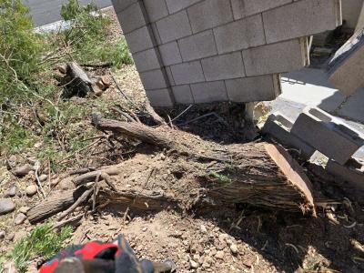 tree Removal - Thumbnail 4