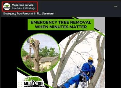 trim tree - Thumbnail 3