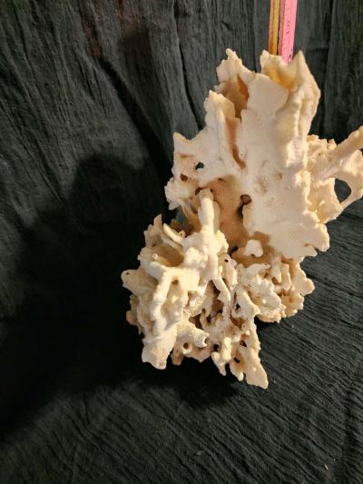 Starfish coral and shells - Thumbnail 4