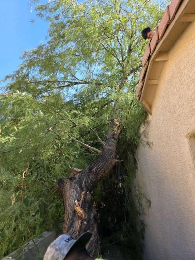 tree Removal - Thumbnail 2