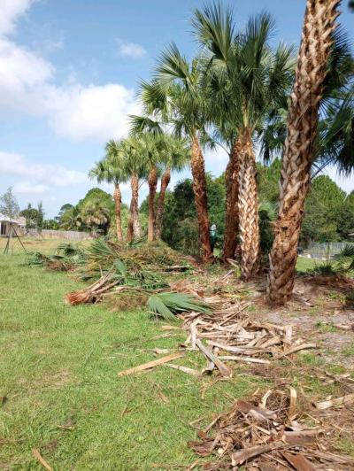 trim tree - Thumbnail 2