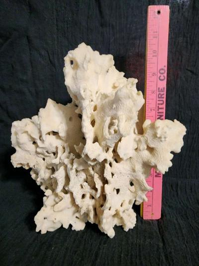 Starfish coral and shells - Thumbnail 2