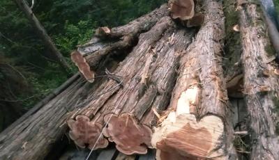 Tree Removal and Specialty Solutions - Thumbnail 3