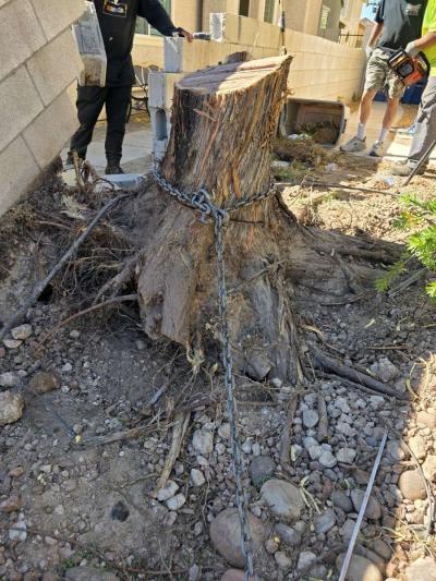 tree Removal - Thumbnail 5