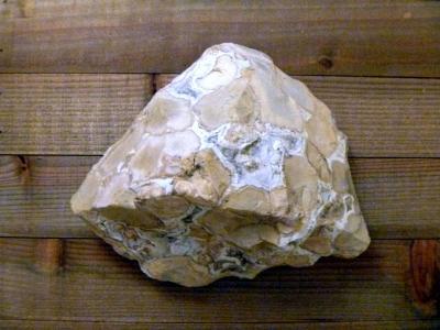 Fossil Stromatolite ancient prehistoric organisms home decor - Thumbnail 2