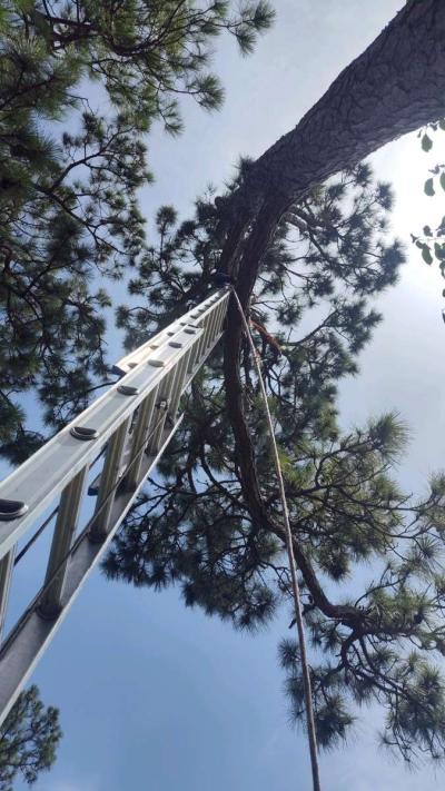 trim tree - Thumbnail 4