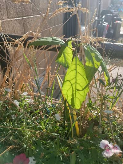 avocado tree - Thumbnail 2