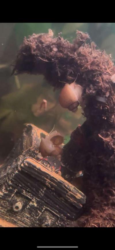 Golden Mystery Snails - Thumbnail 4