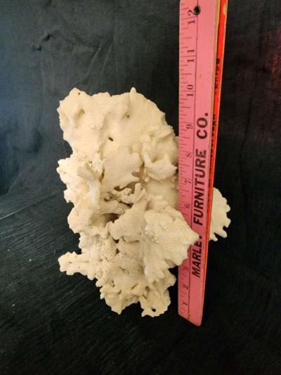 Starfish coral and shells - Thumbnail 3