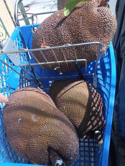 Jackfruit - Thumbnail 4