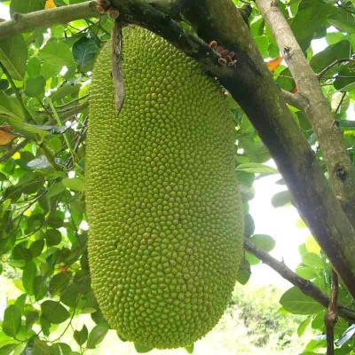 Jackfruit - Thumbnail 2