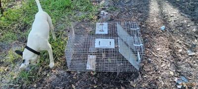 two medium size animal traps - Thumbnail 6