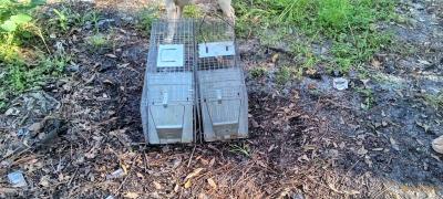two medium size animal traps - Thumbnail 5
