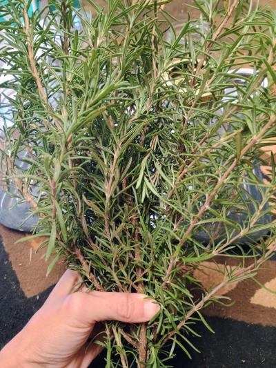 fresh organic old school made canned food - Thumbnail 4