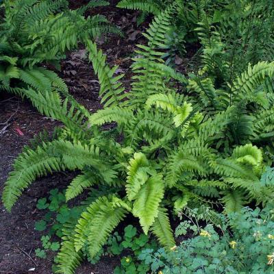 Christmas ferns - Thumbnail 2