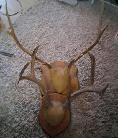 Antlers set of 2