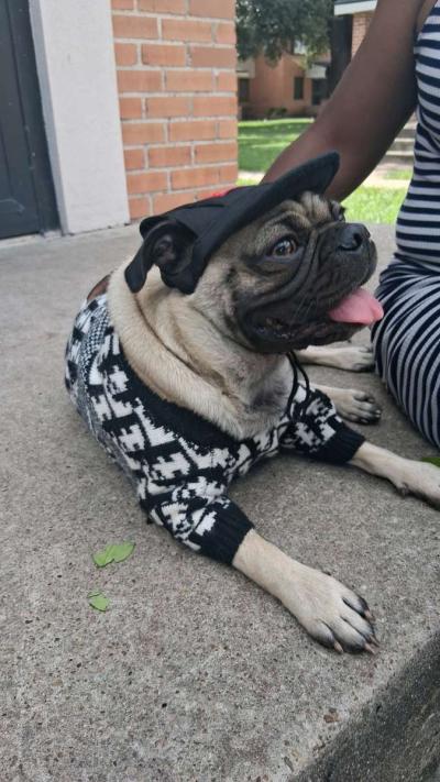 pet clothing pet apparel pop up shop - Thumbnail 4