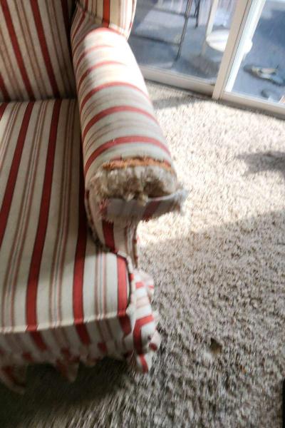 FREE Wingback chair - Thumbnail 6