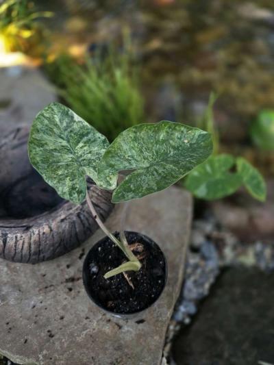 Alocasia Odora Batik - Thumbnail 3