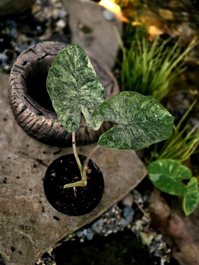 Alocasia Odora Batik - Thumbnail 2